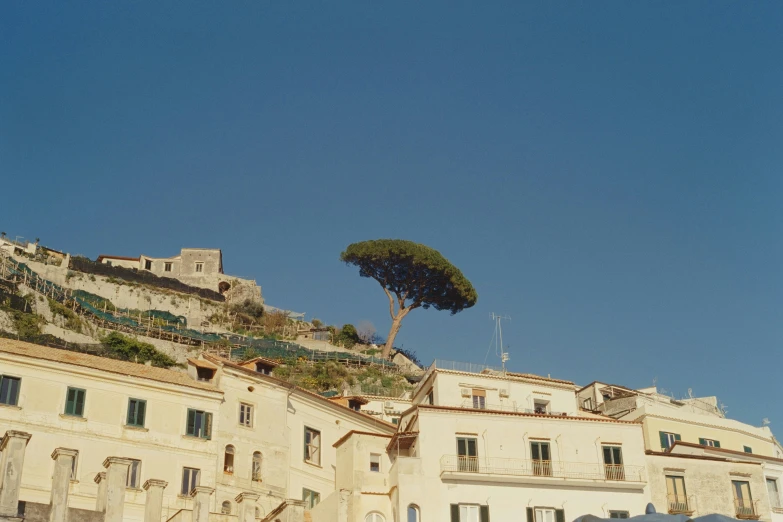 a tree on the top of a hill with a building below it