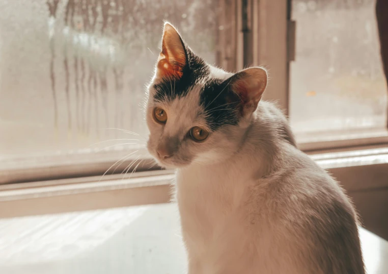 a white and black cat is looking out the window