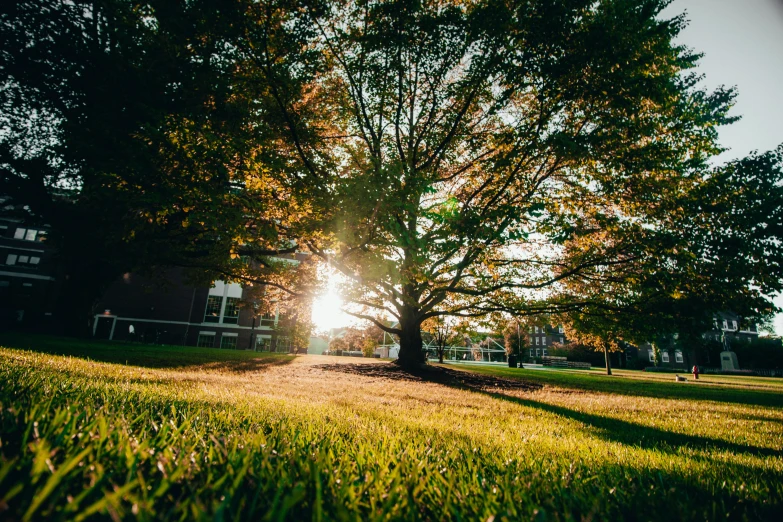 tree on grassy lawn in bright sunlight and building in background