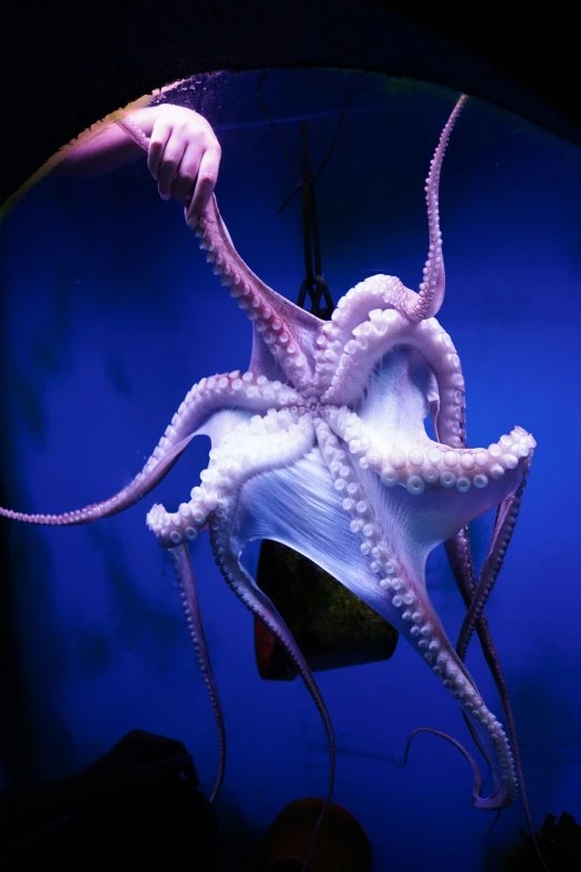 octo octo hanging in air next to lamp
