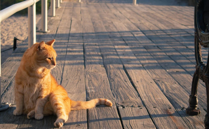 an orange cat sitting on top of a wooden floor