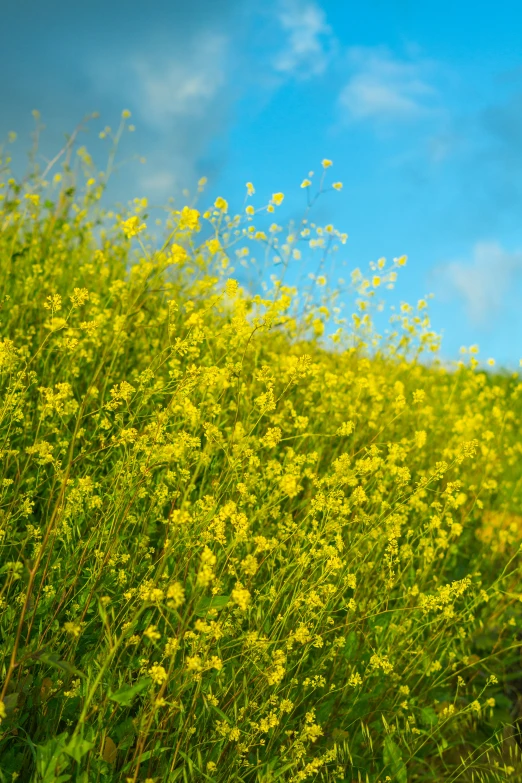 a grassy field with yellow flowers on the side