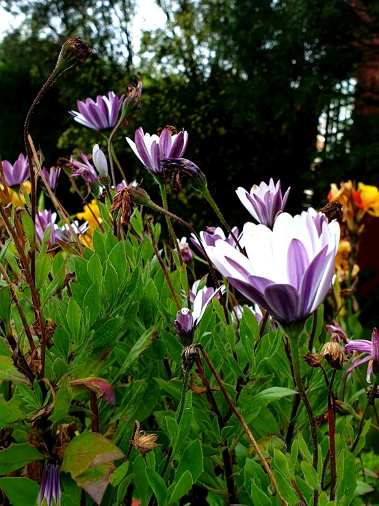 flowers blooming in a garden area on the outside