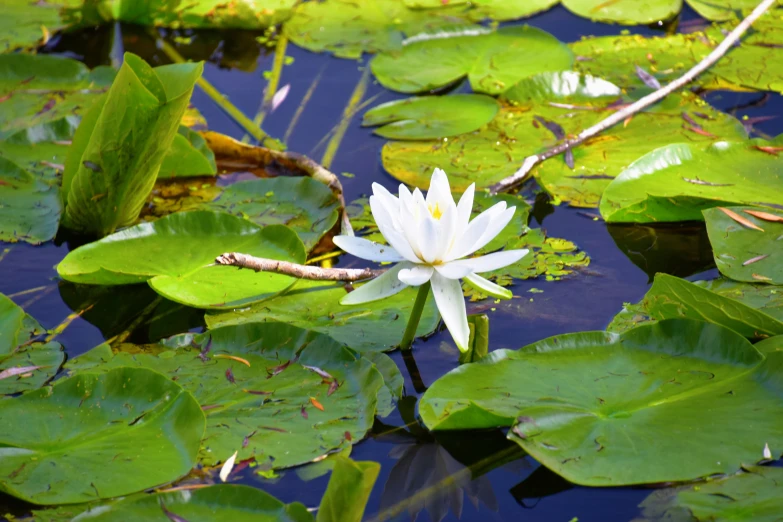 a white lily in some water with lots of green leaves