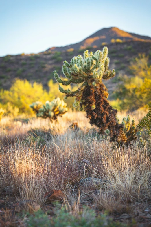 the view is of an arid, mountainous area with cactus