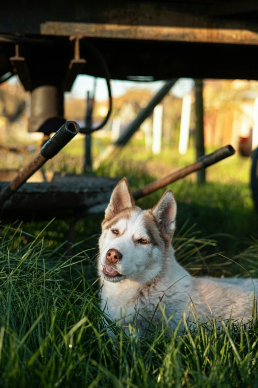 a dog laying on the grass under an overhang