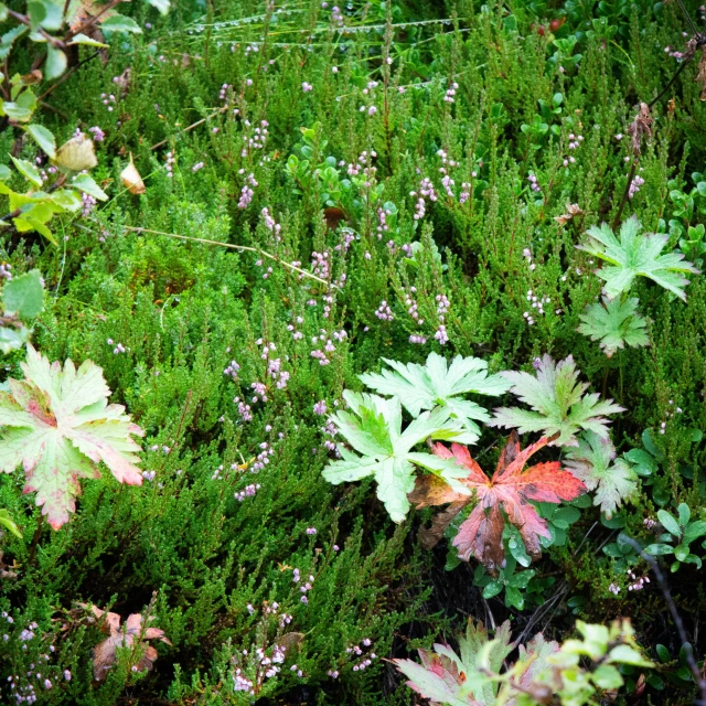 a field that has some very pretty plants