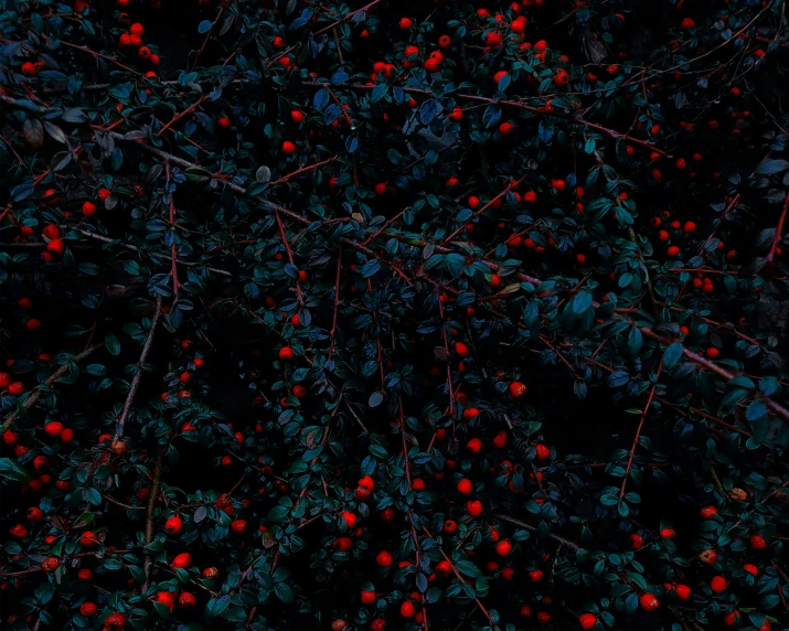 large red berries hanging off a tree nch