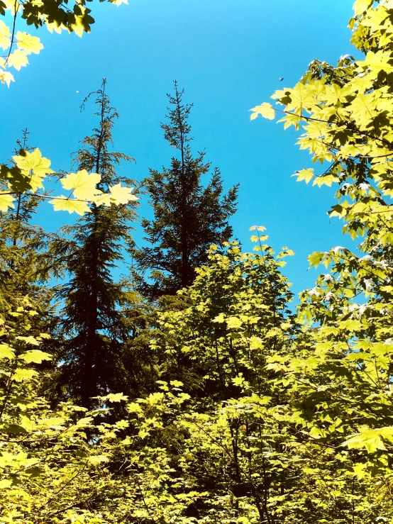 the view is taken through the forest looking up