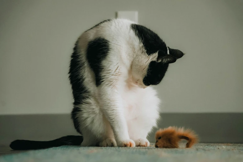 a cat plays with a little toy chicken