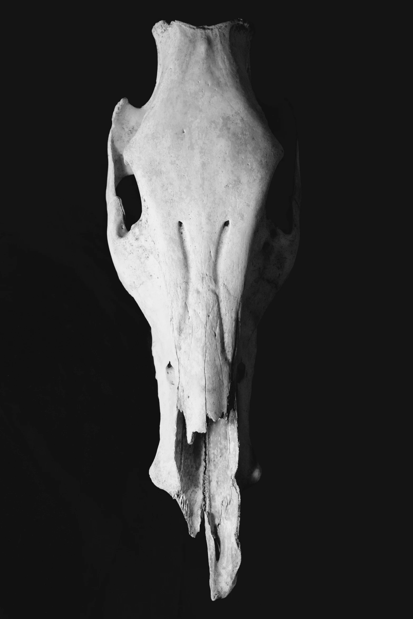 the animal skull has been cut off from its side