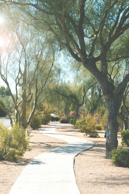 a paved pathway in the desert next to a tree