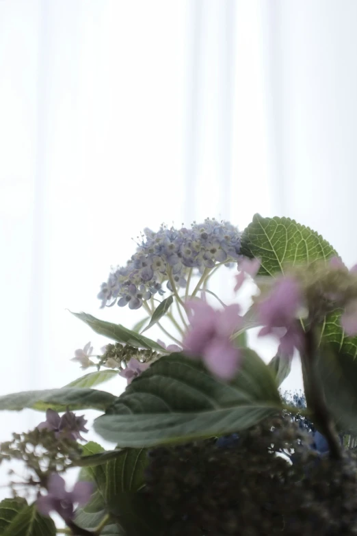 a picture of some flowers and leaves sitting by a window