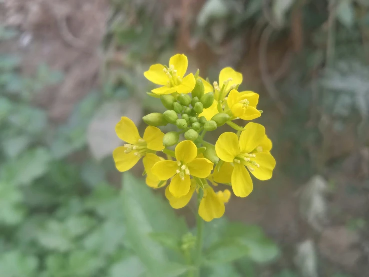 a yellow flower with small flowers in the middle