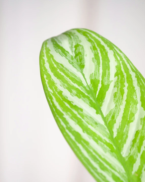 a green and white striped object with leaves