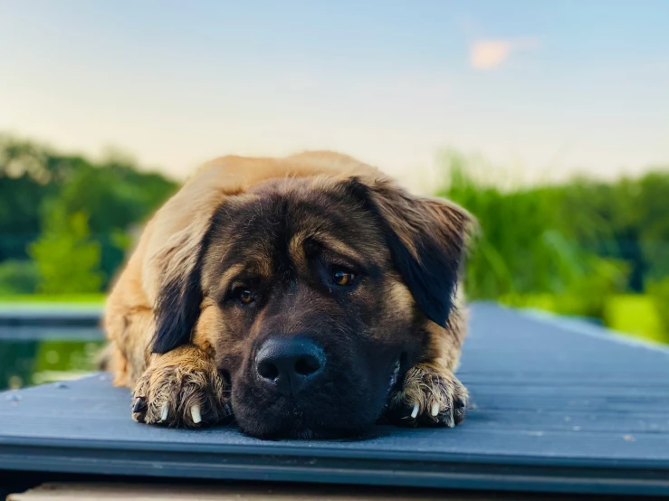 a dog that is laying down on a wooden structure