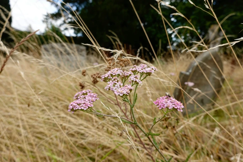 a field filled with grass and lots of pink flowers