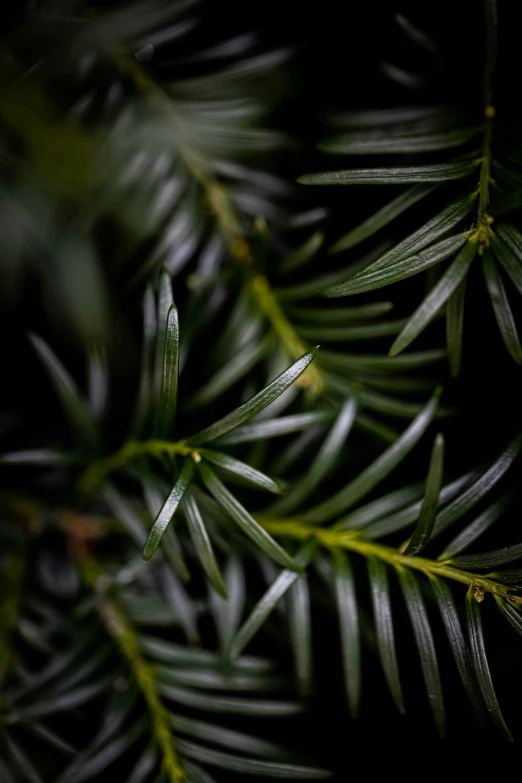 a plant with some very big green leaves