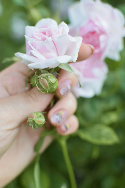 a hand holding two pink flowers in it's palm