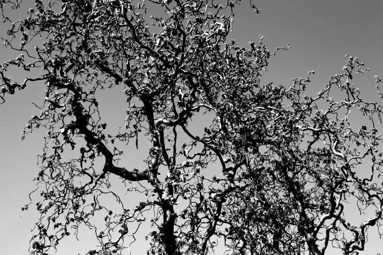 a black and white po of leaves and nches