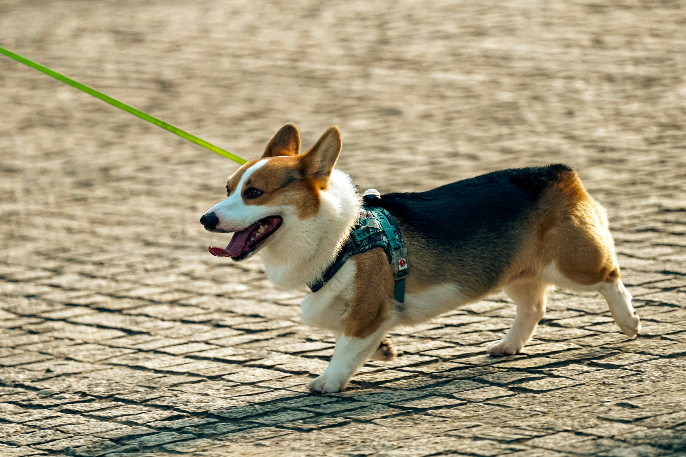 a dog pulling a leash in a park on a sunny day