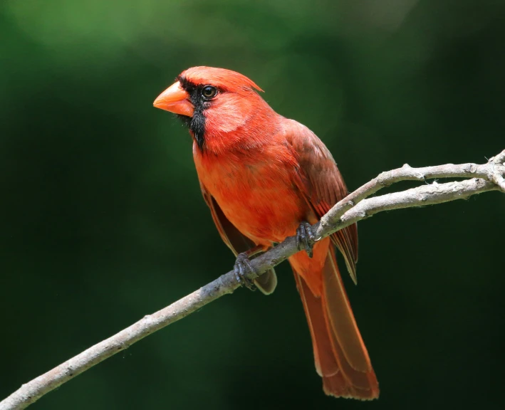 a cardinal is perched on the limb of a nch
