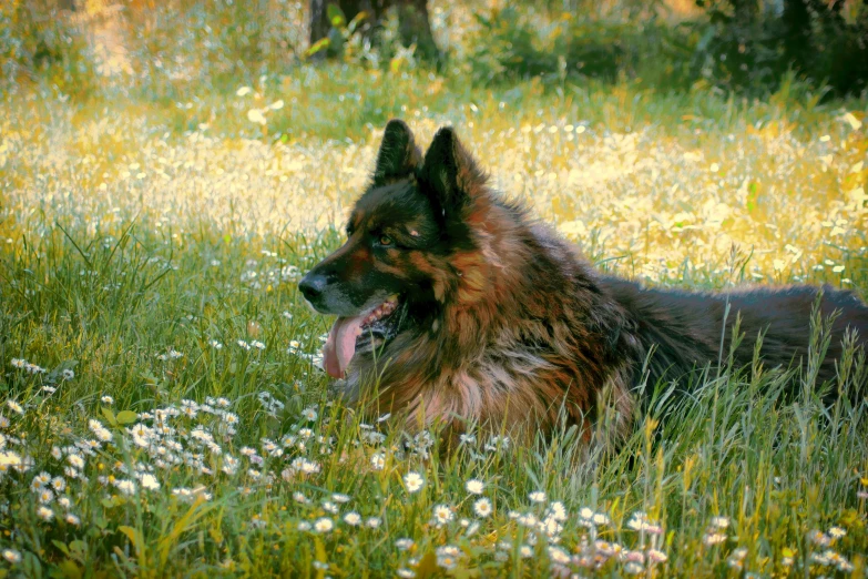 a fluffy dog laying in a field full of flowers