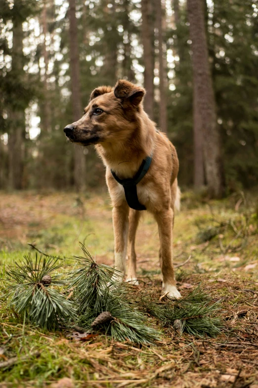 a very cute small dog standing in a forest