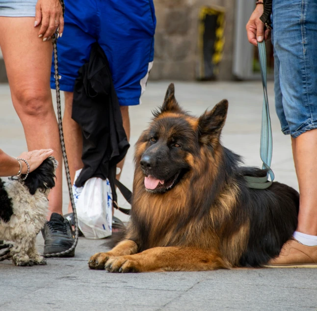 a dog lying down on the ground with its tongue out