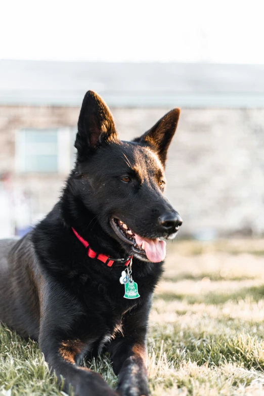 a large black german shepherd dog laying in the grass