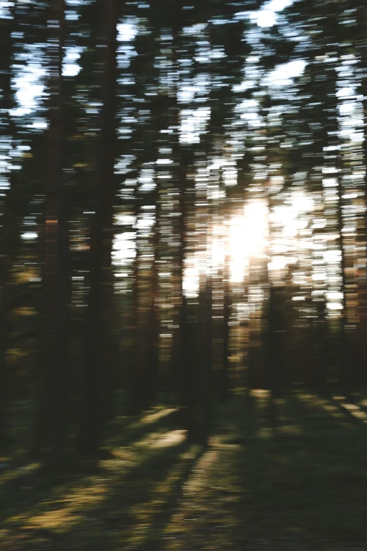 blurred view of trees with the sun in back