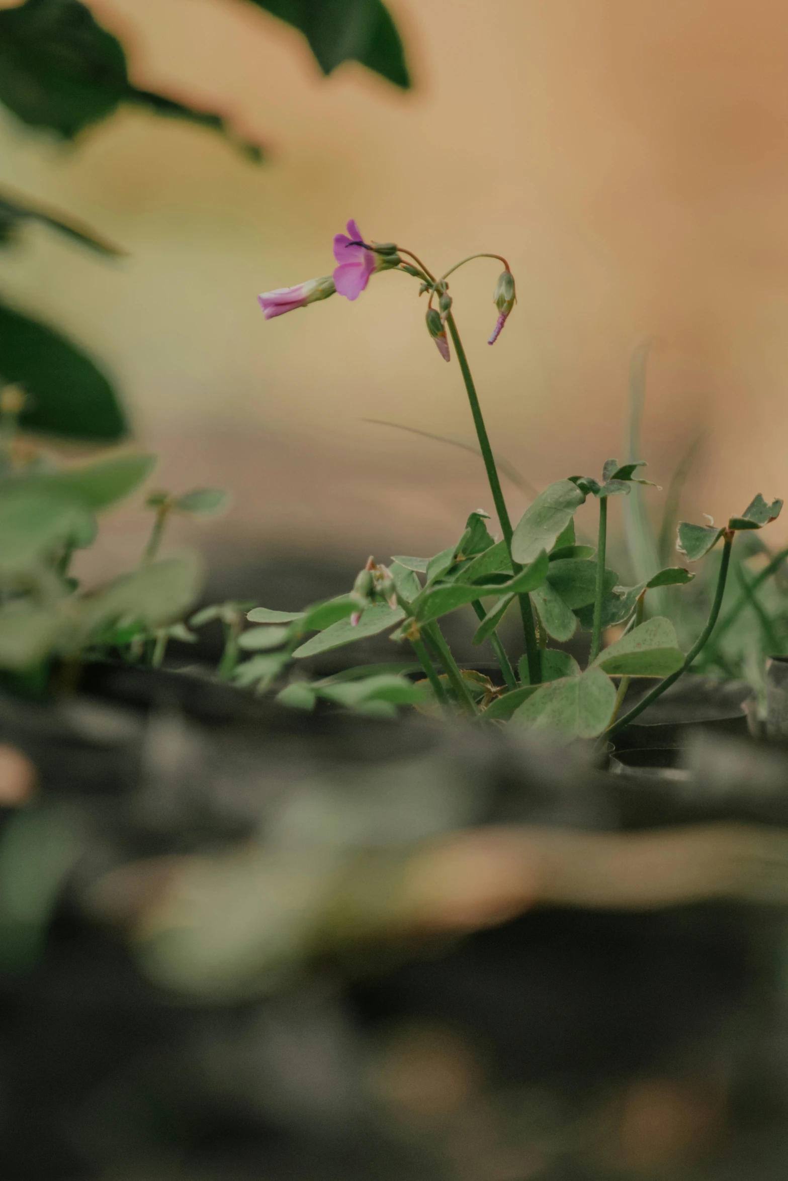 a flower with long stem is in a pot