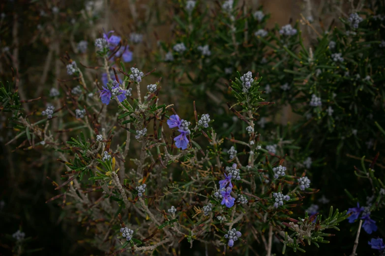 there is some purple and white flowers near grass