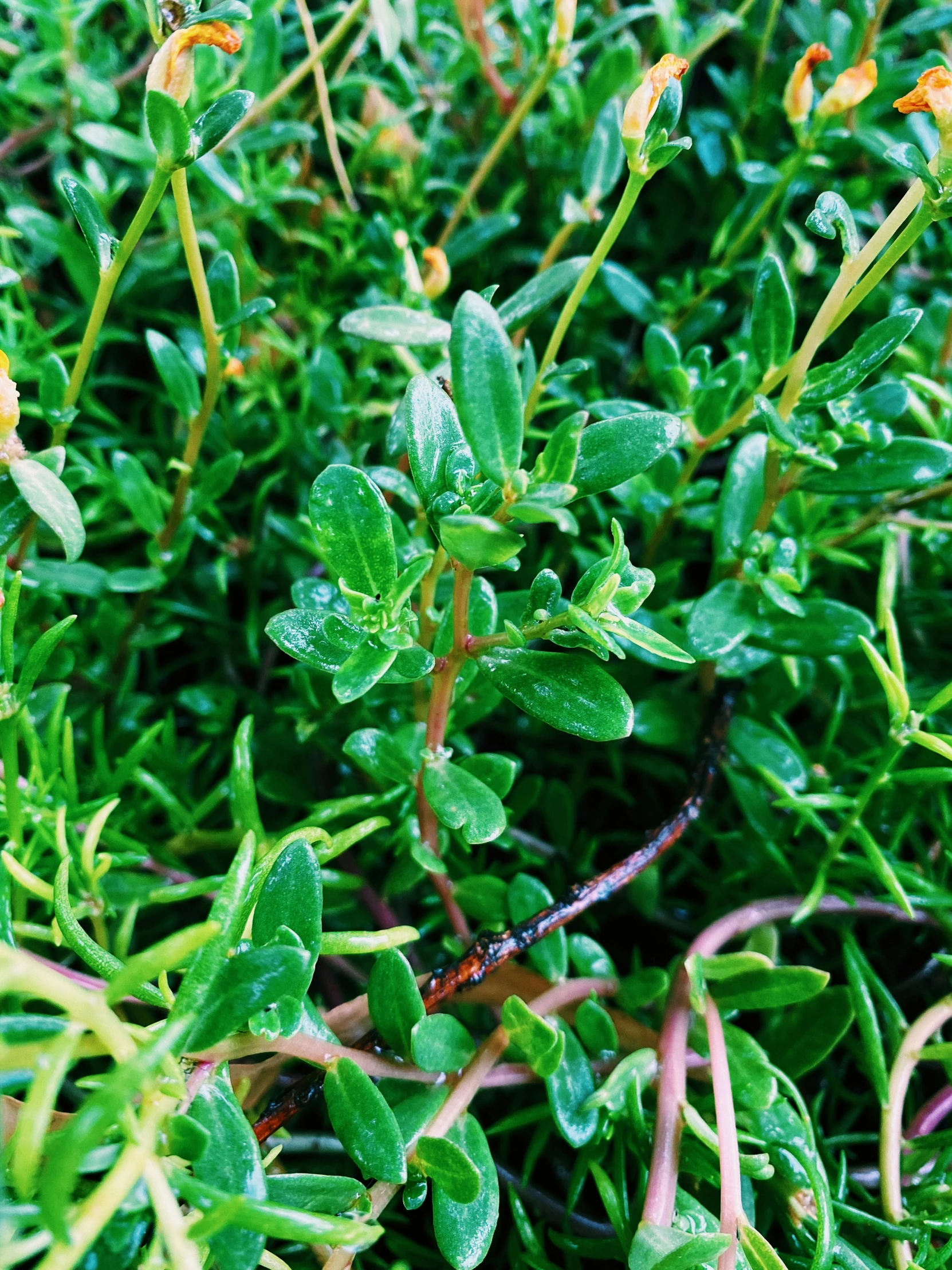 a close up po of a bush with lots of leaves