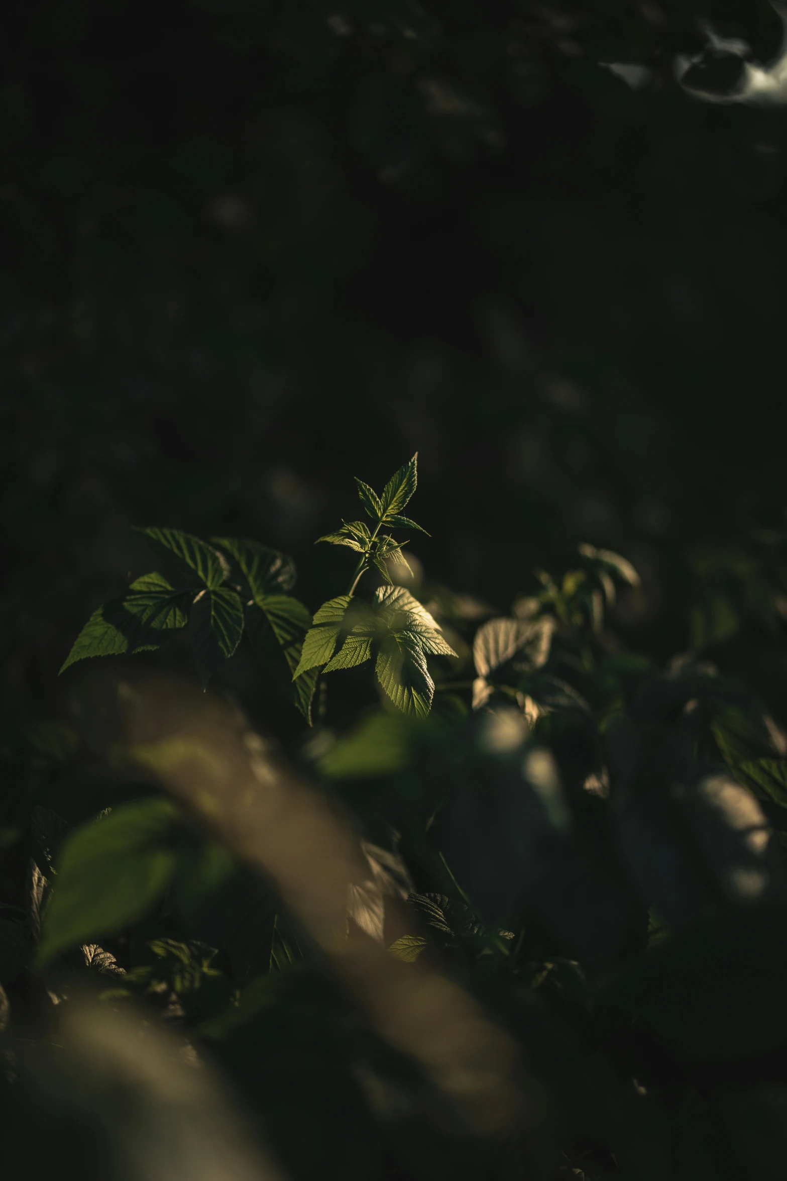 a black and white po of leaves in the woods