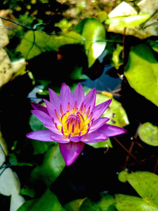 a bright purple flower sitting in a pond surrounded by green leaves