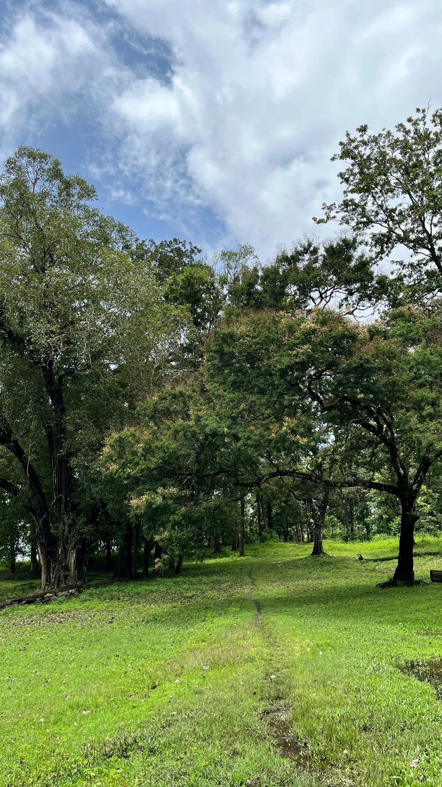 two trees on the grass in a meadow