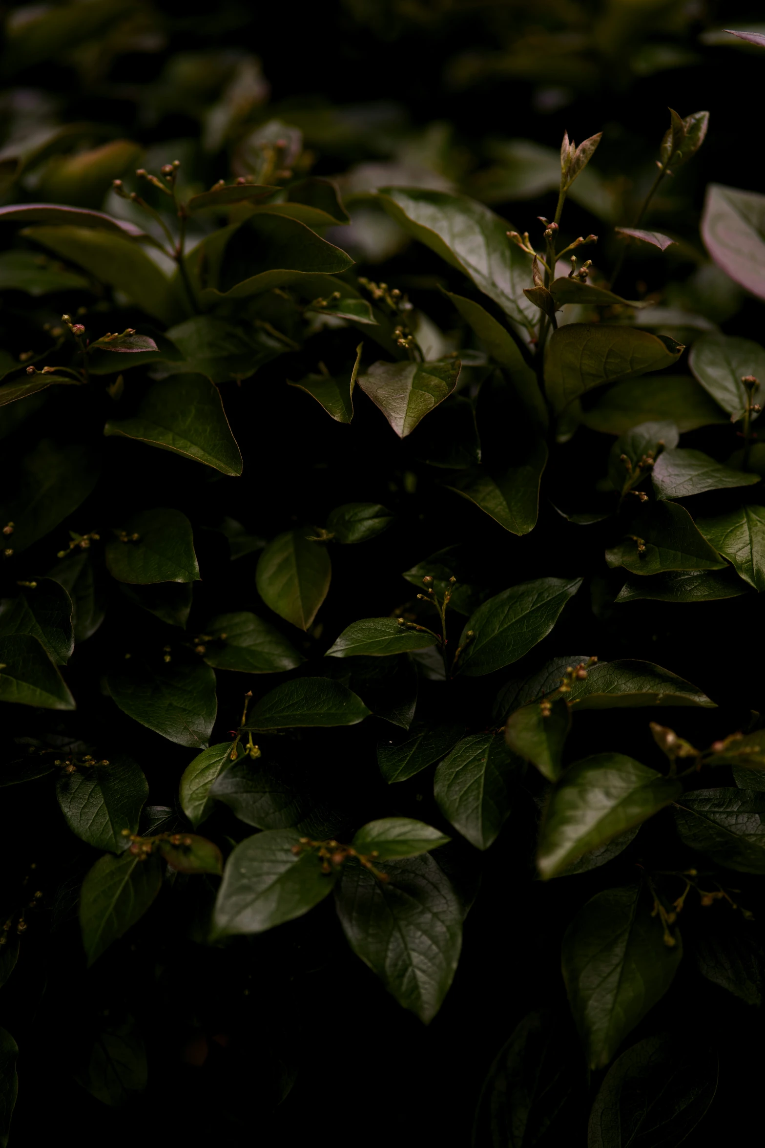 this is the nches of a bush with small green leaves