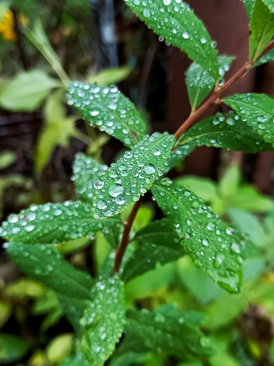 a leaf has some water on it