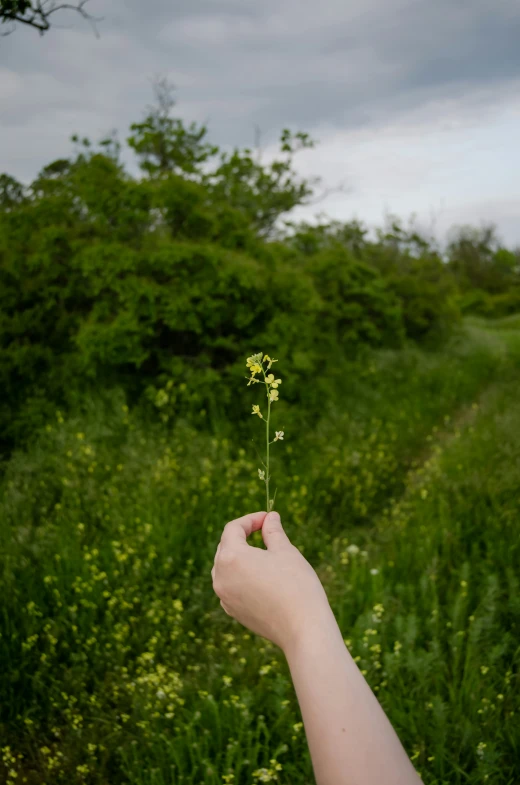 someone holding up soing yellow in a field