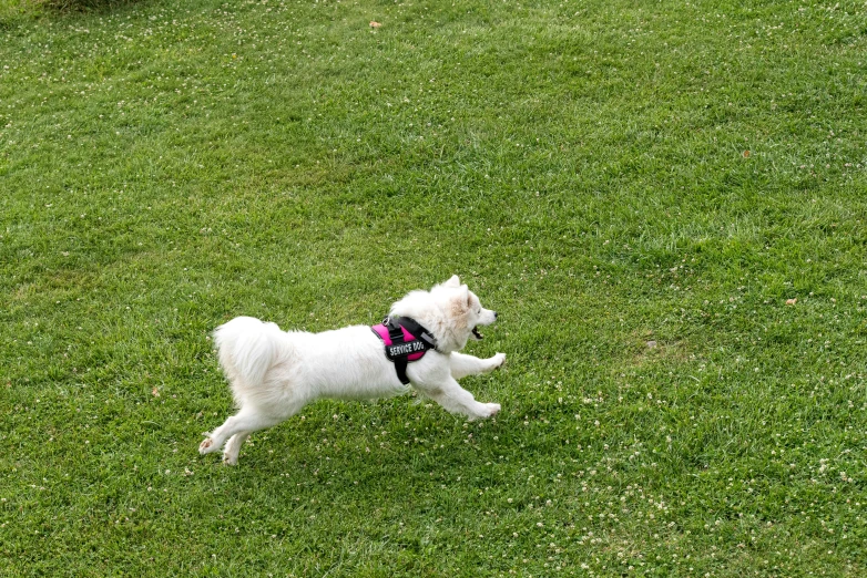 a small white dog running on the grass