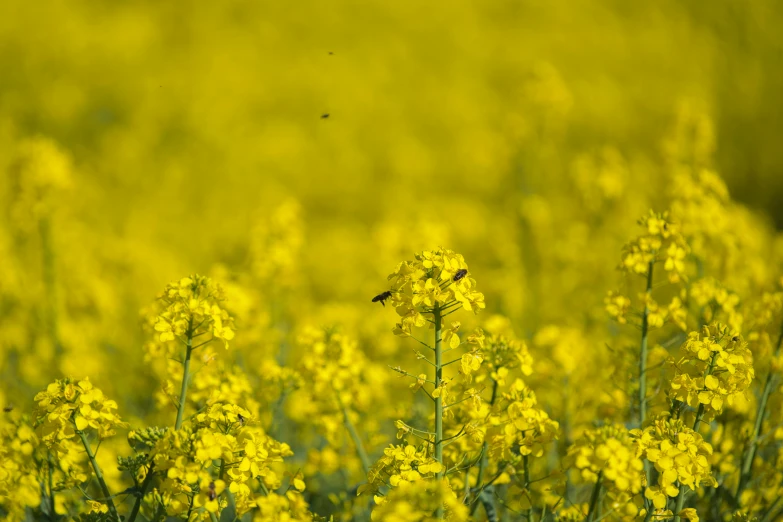 a large yellow field of wildflowers is shown