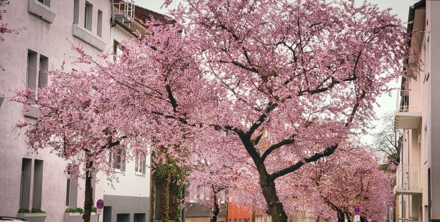 the trees are blossoming in the street of an urban city
