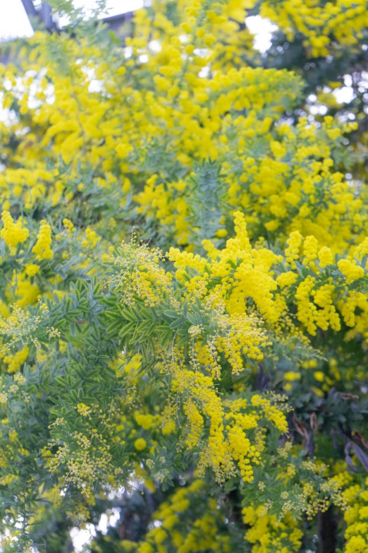 a tree with bright yellow flowers growing around it