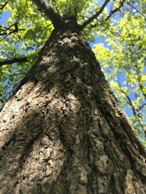 a tree with green leaves is seen looking up at it