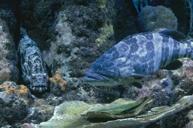 a very pretty large fish by some corals