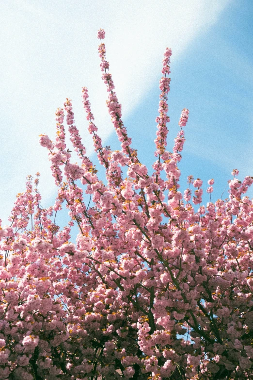 blooming tree nches with purple flowers on a sunny day