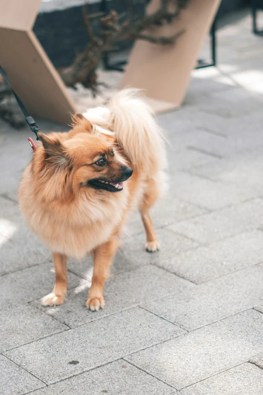 a brown and white dog on leash looking at camera