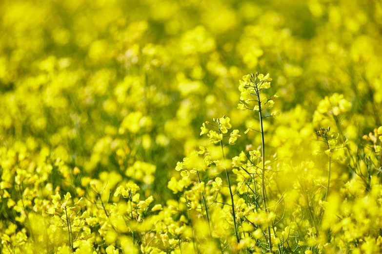 a field of yellow flowers and weeds in the sunlight