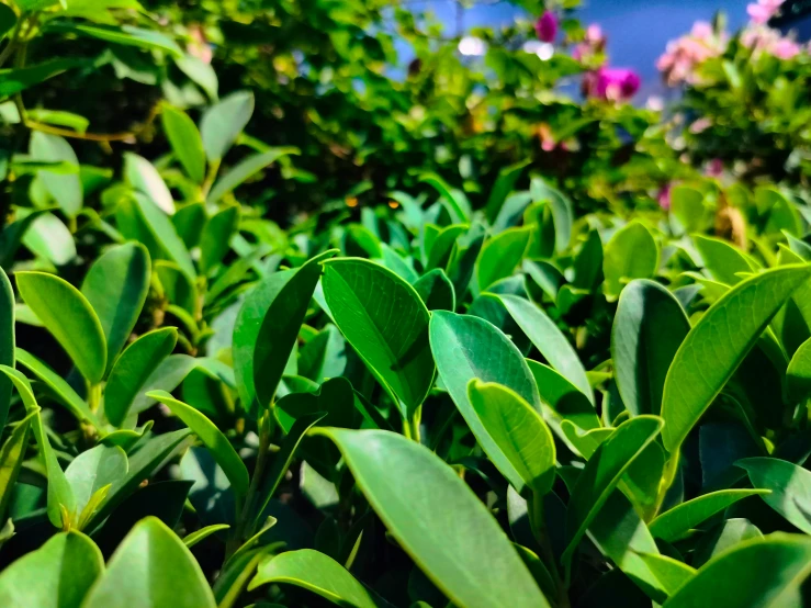 the green vegetation is blowing in the wind